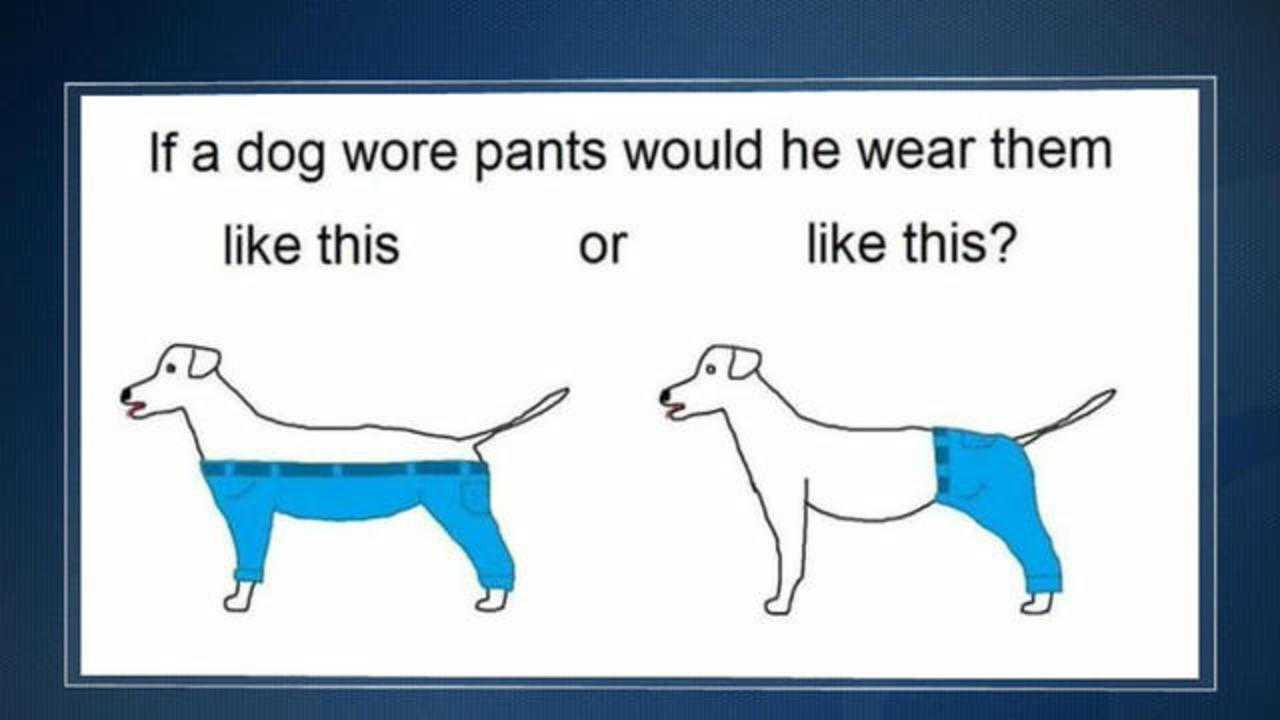 REVIEWS / DOGS DON'T WEAR PANTS (Koirat eivät käytä housuja) - Latest -  Screen-Space